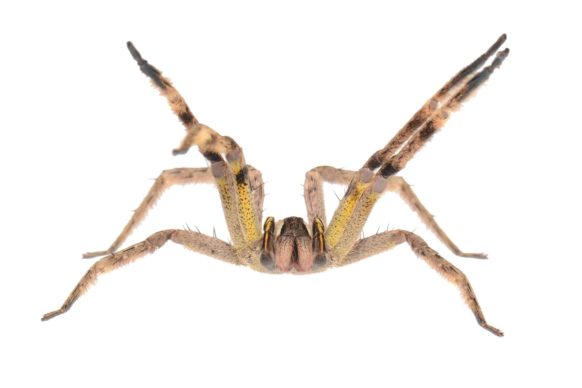 Priapism spider | MLTSHP