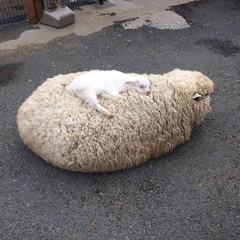 A very large dirty sheep lying down with a tiny white lamb resting on top.\