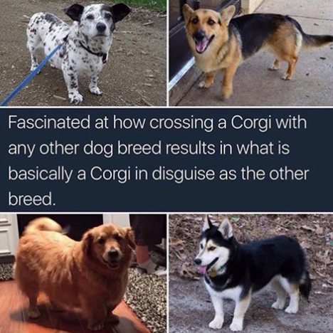 Corgi meme described in text