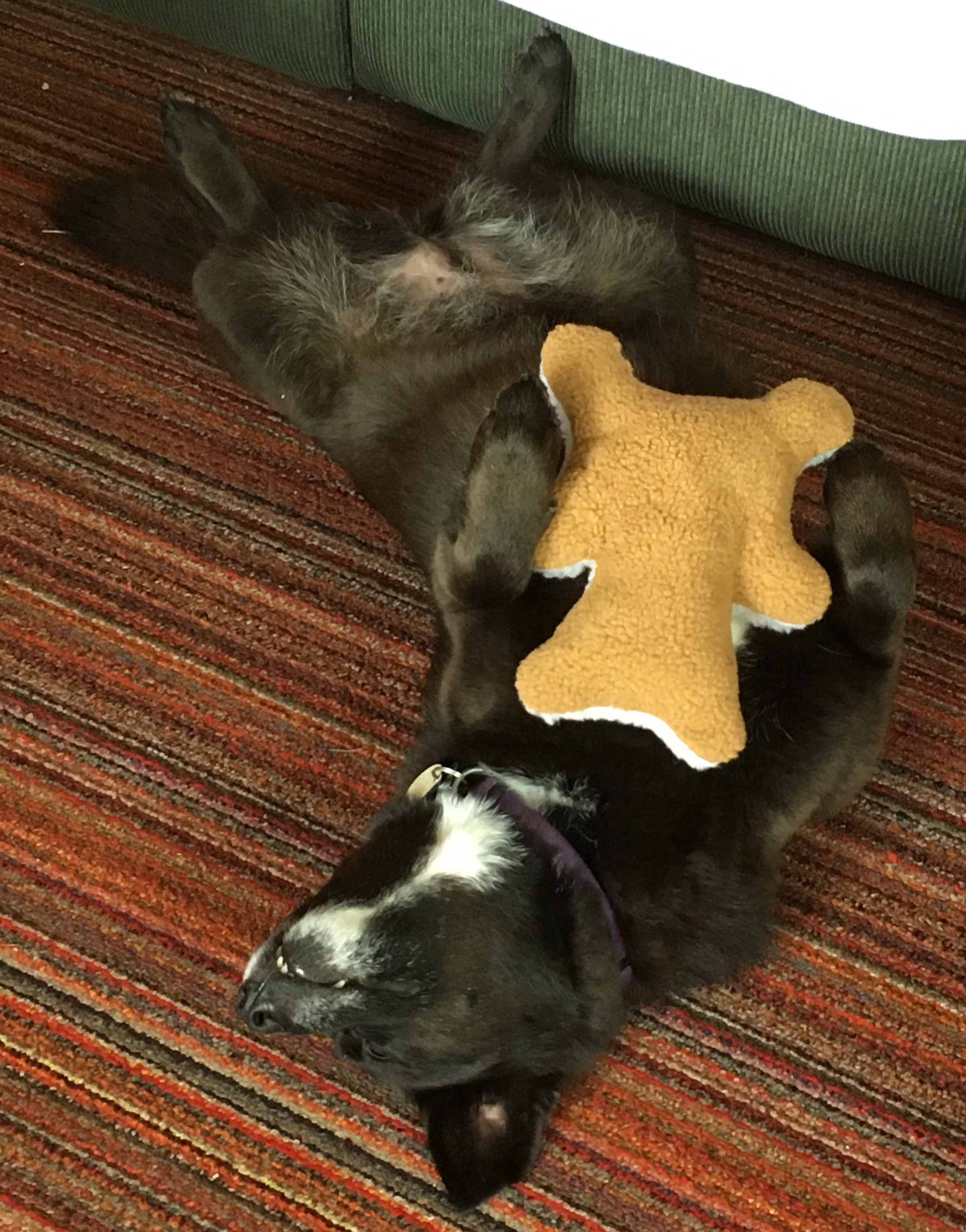 My beautiful black mutt Bella relaxes on her back, legs splayed wide, incisors just showing to highlight the white stripe under her chin,  a slightly bear-shaped fuzzy toy resting on her chest between her front paws.