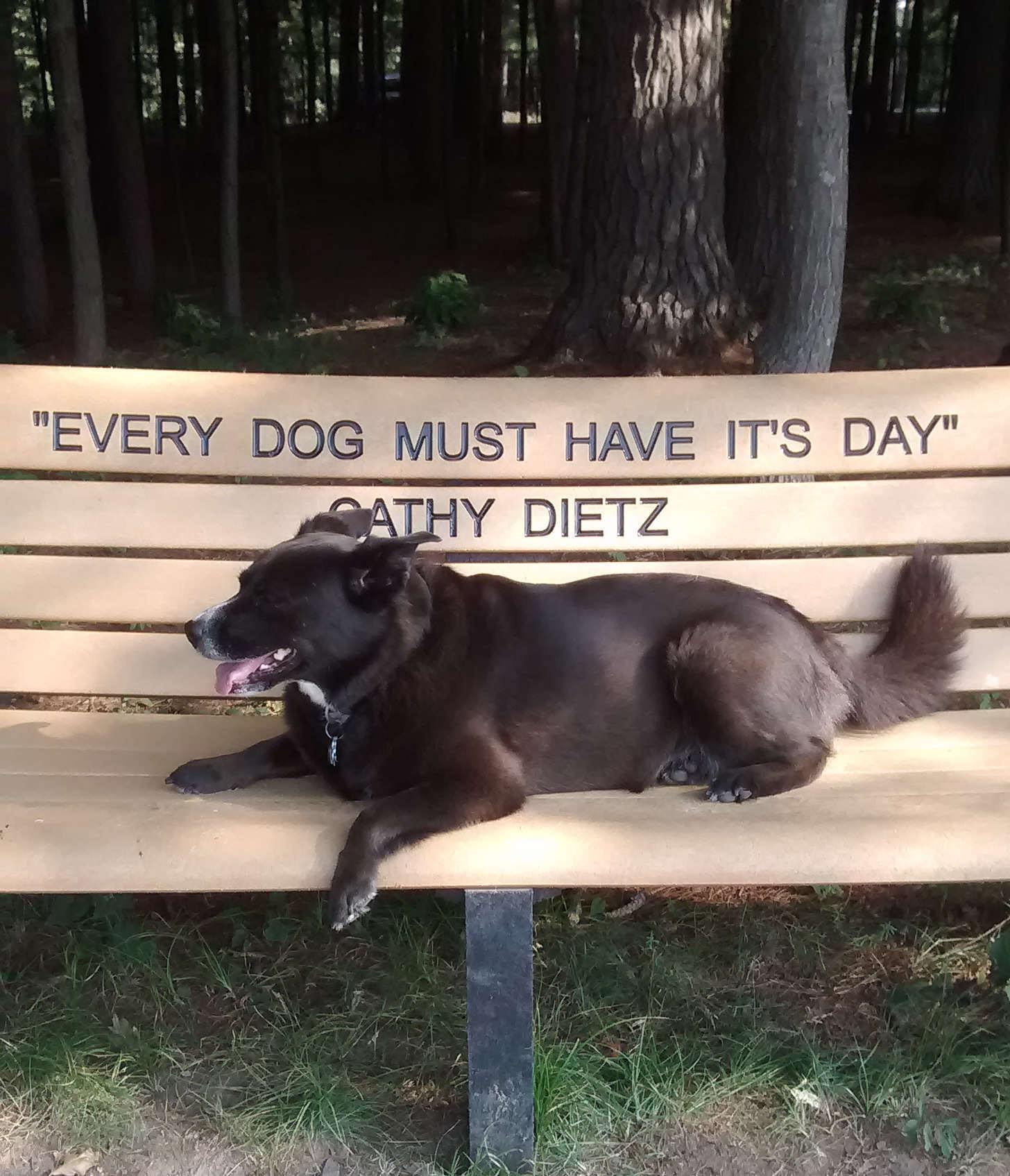 50lb black mutt relaxing on a Rhinelander dog park bench. Carved into the slats behind her, the mis-punctuated slogan, Every Dog Will Have It's Day