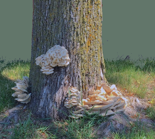 Oak tree base adorned with three clusters of fungi