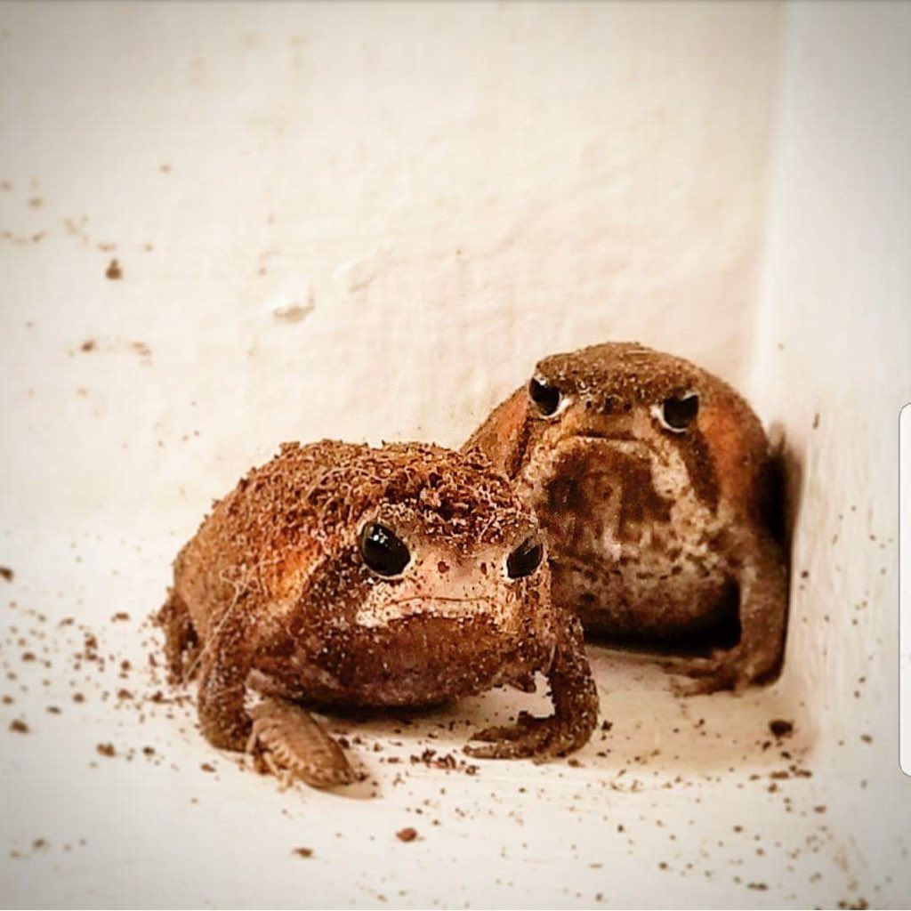 Mozambique rain frogs are sulky MLTSHP