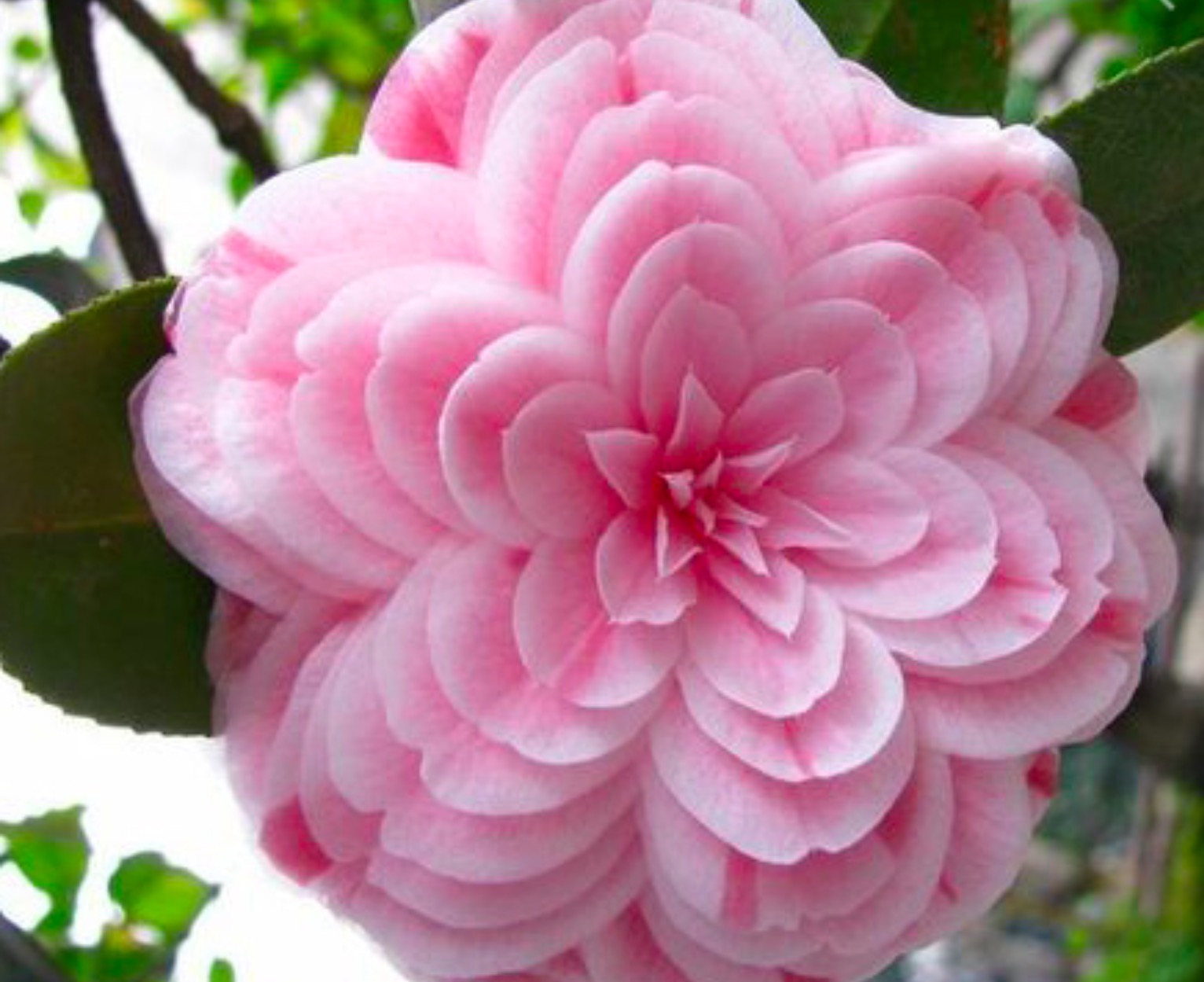 Eighteen Scholars Camellia MLTSHP