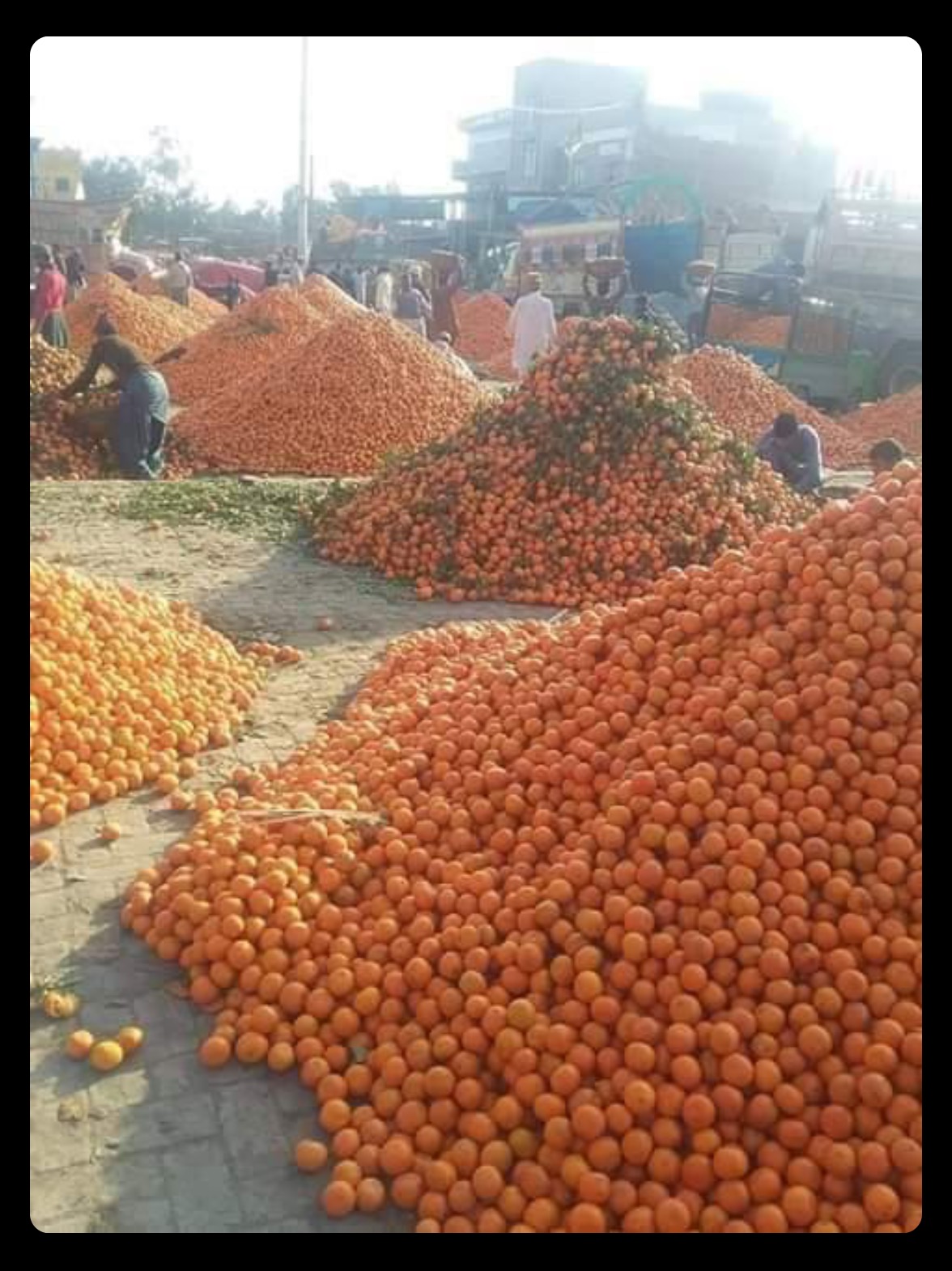 Orange market in Pakistan MLTSHP