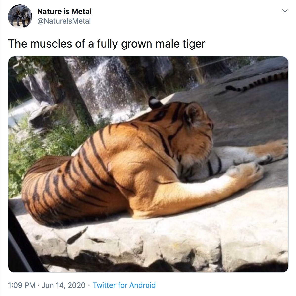 Накаченный тигр