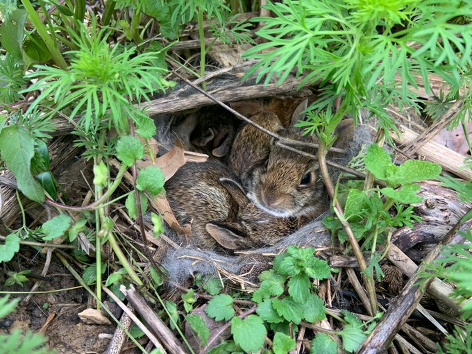 cottontail nest | MLTSHP