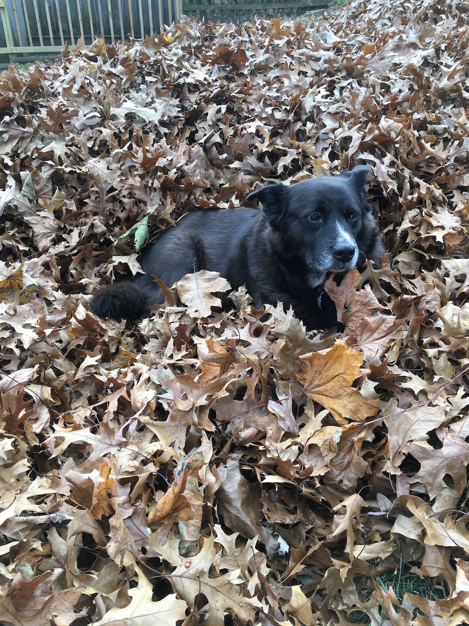 Bella in large leaf pile