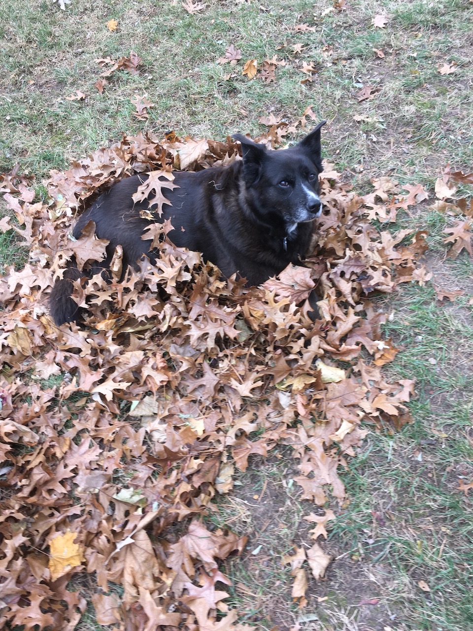 Bella in tiny leaf pile