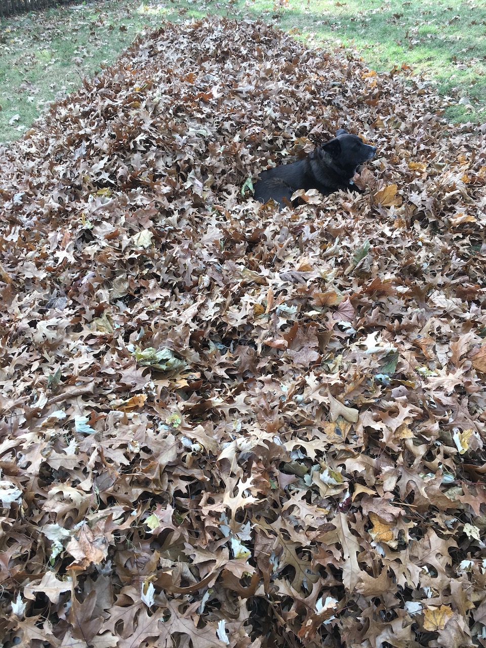 Bella in huge leaf pile
