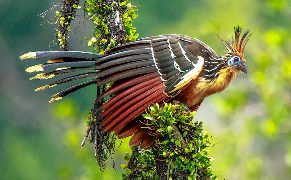 The Huatzin, the national bird of Guyana | MLTSHP