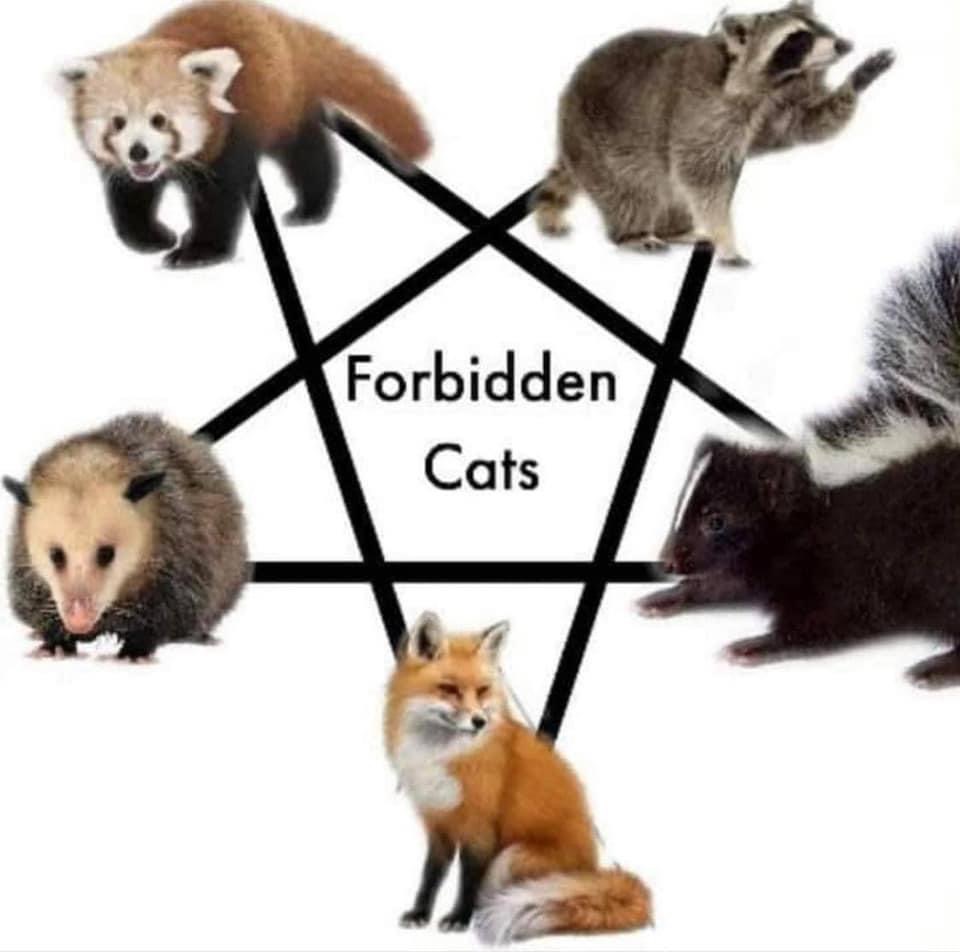 Forbidden Cats | MLTSHP