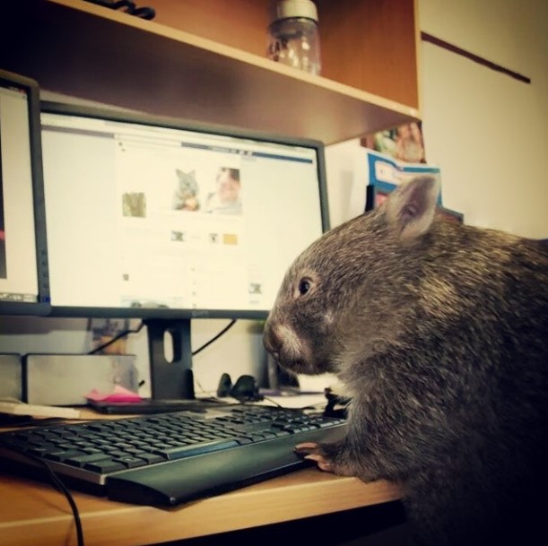 Wombat at work MLTSHP