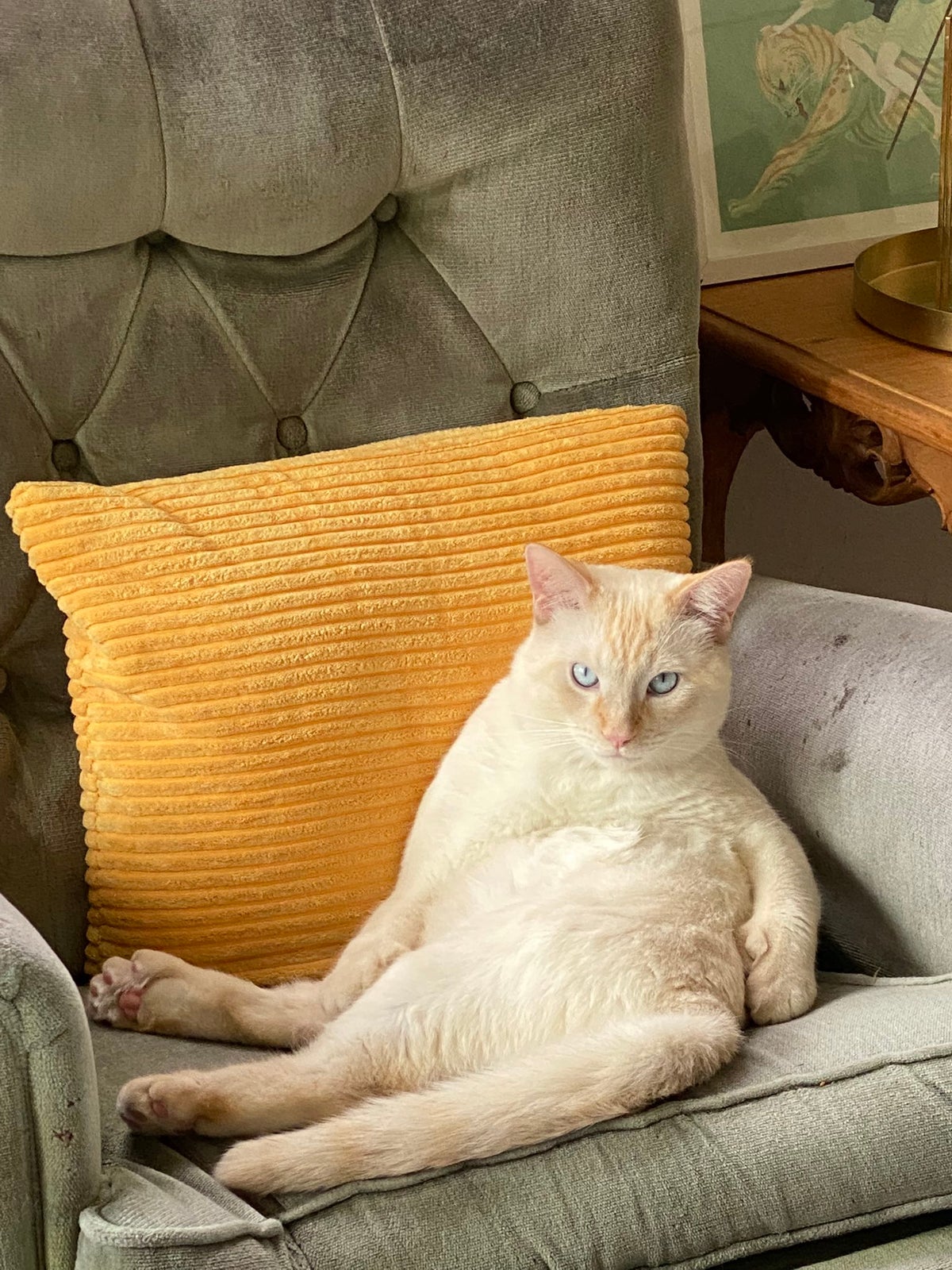 cat named onion MLTSHP