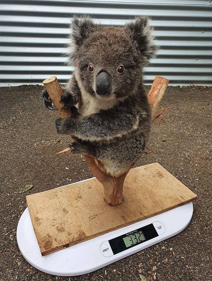 how-to-weigh-your-koala-mltshp