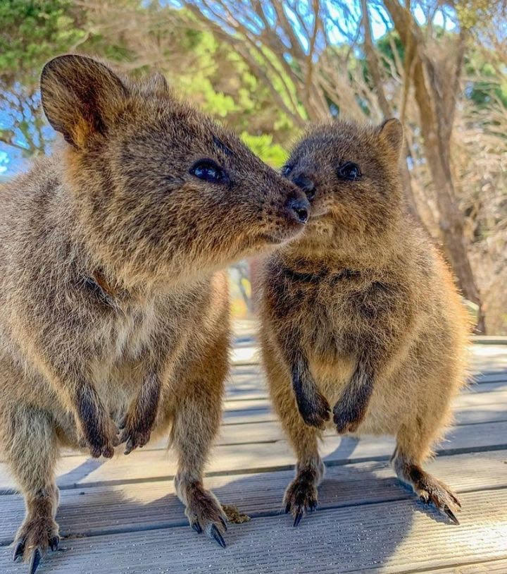 A Double Quokka Kind Of Weekend | MLTSHP