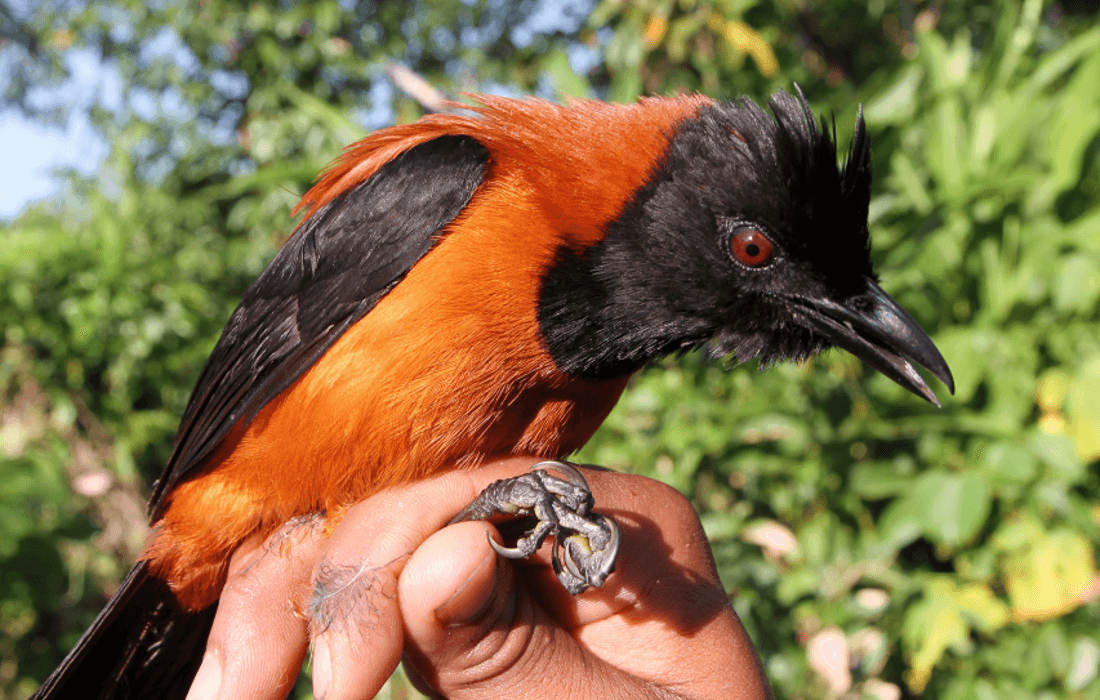 One of the most poisonous birds known, the hooded pitohui MLTSHP