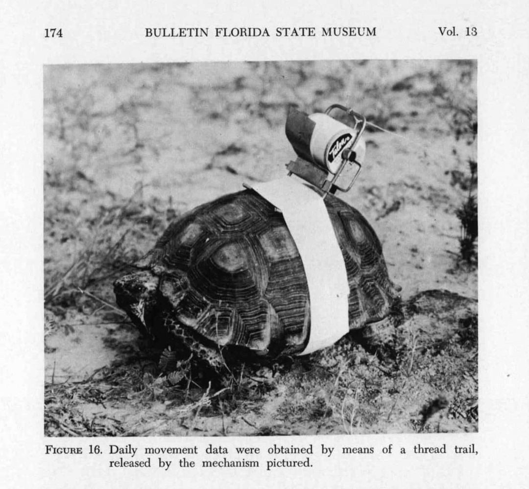 Old-school tortoise tracking | MLTSHP