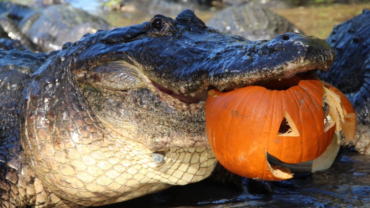 GATORS DAILY | MLTSHP