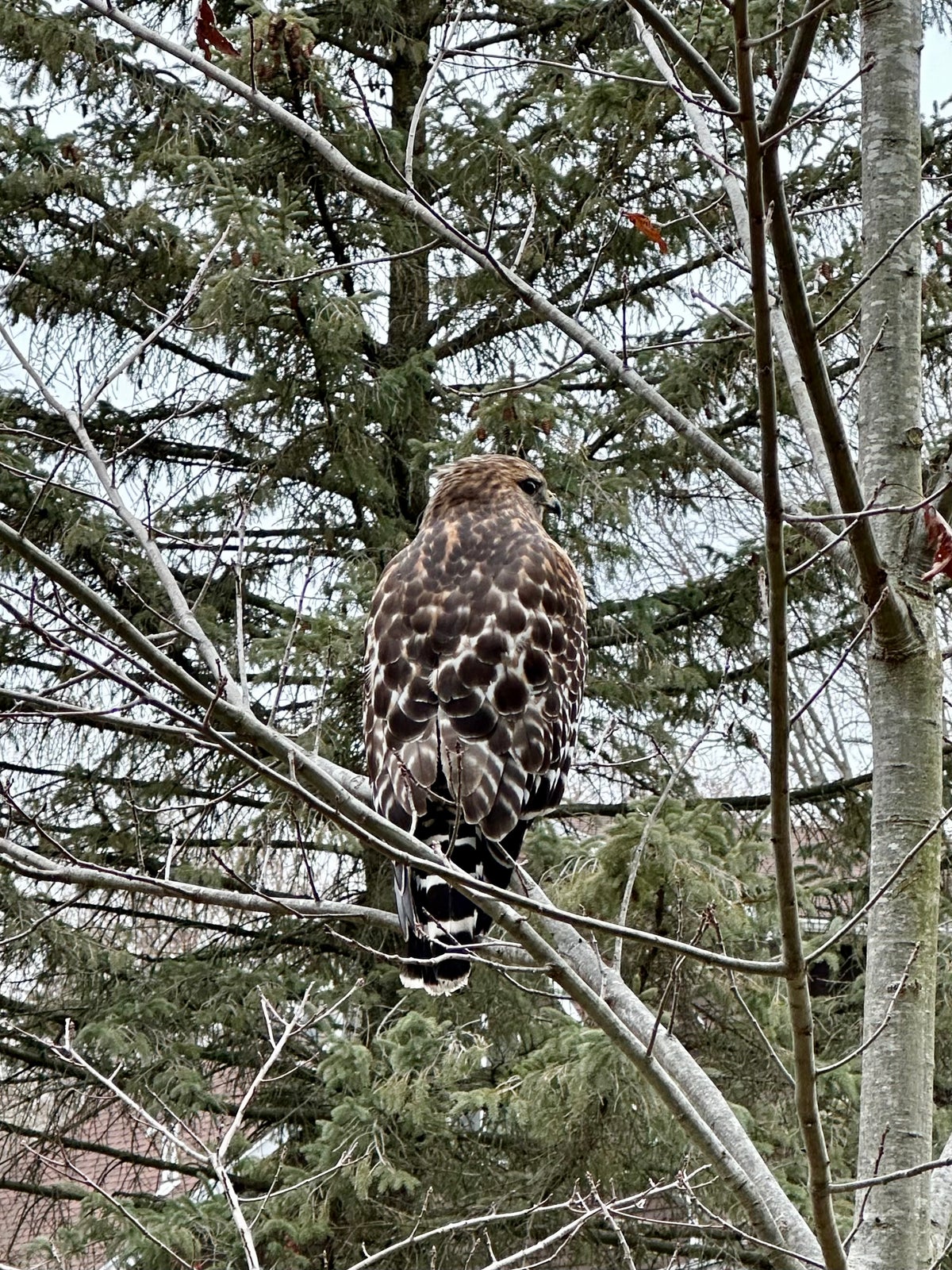 creatures i have met: red-shouldered side-eyeing hawk | MLTSHP