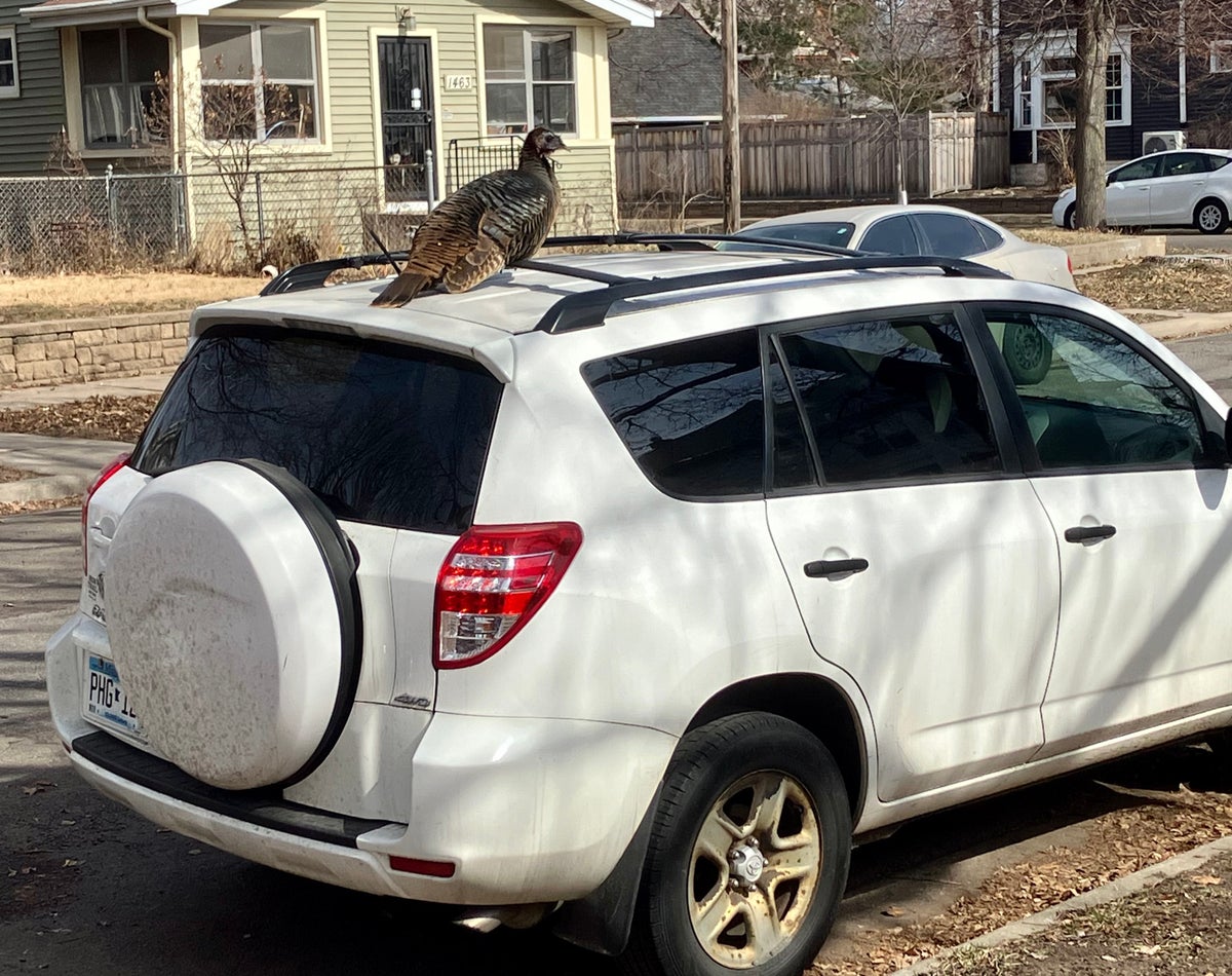 turkey on a roof rack | MLTSHP
