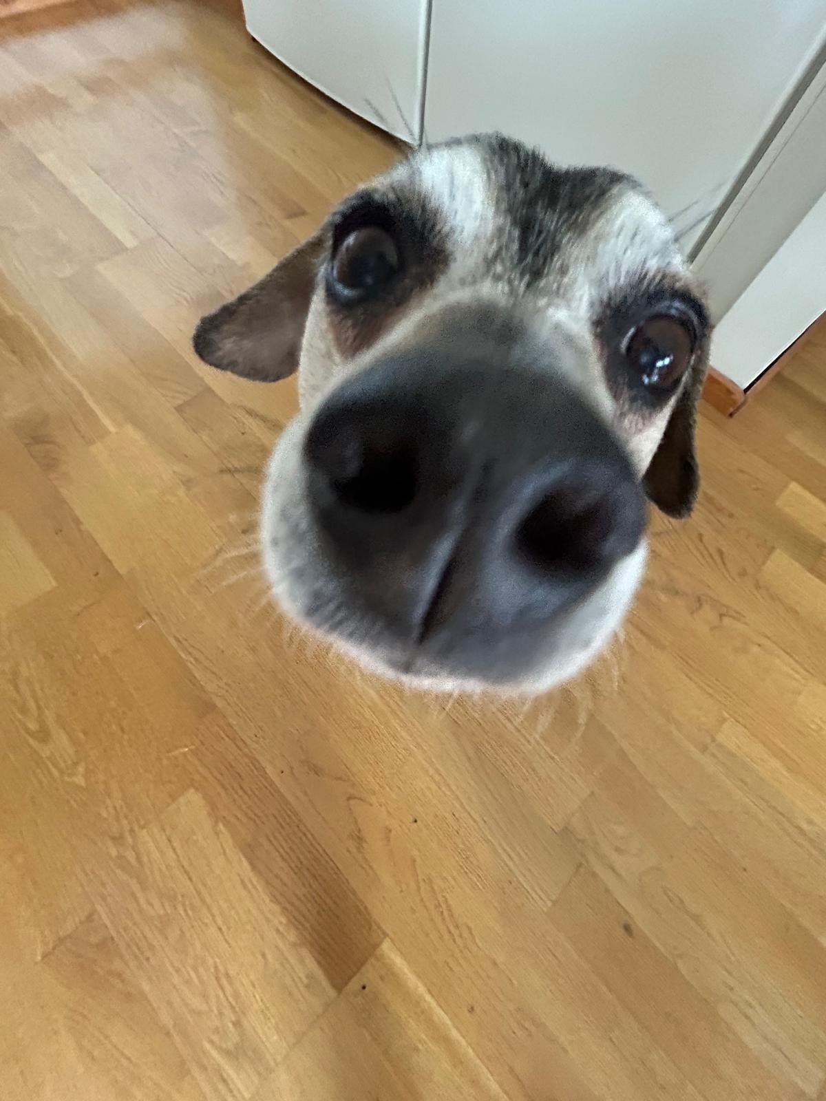 snoot | MLTSHP