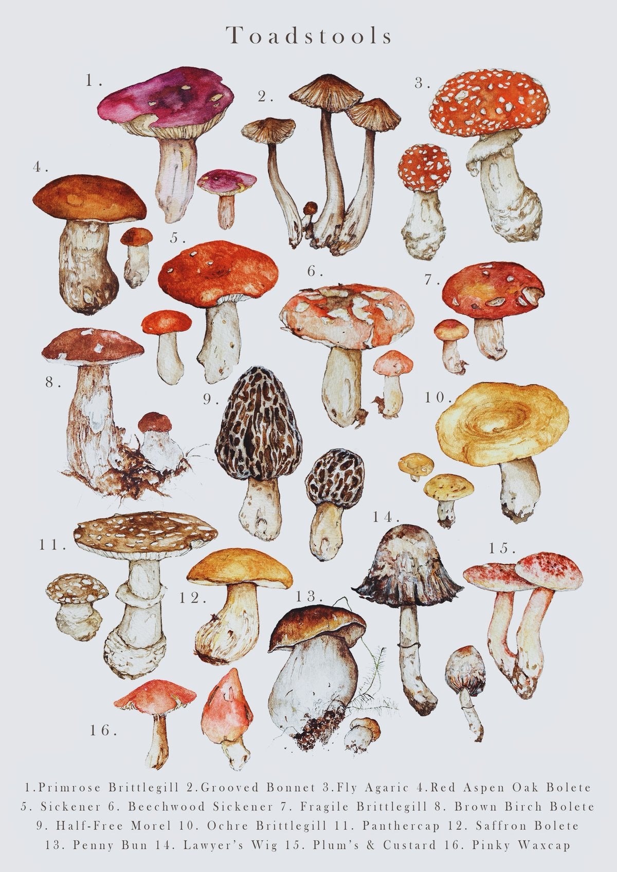 Toadstools by Jane Carkill Illustration | MLTSHP