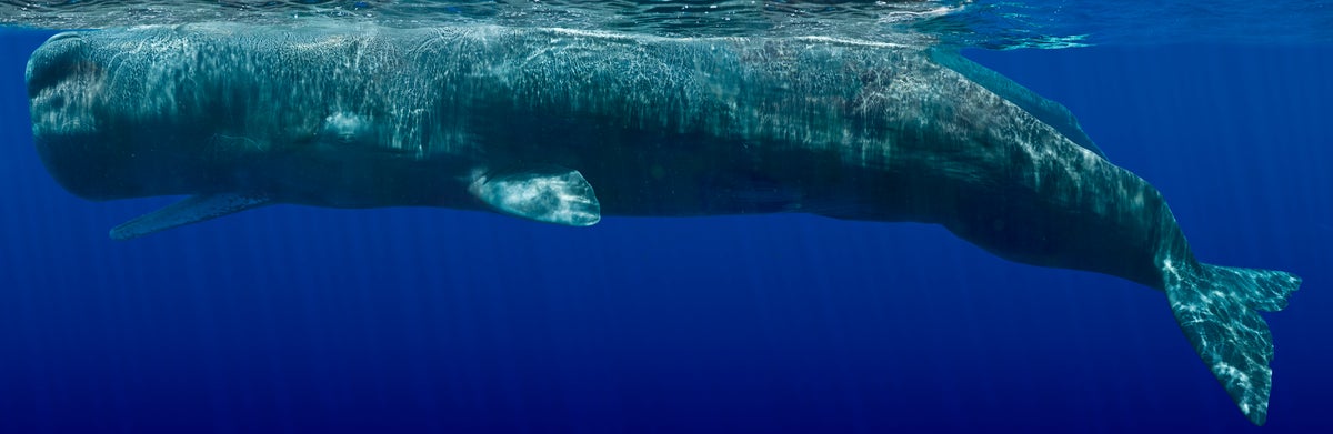 Sperm whale (composite photo) | MLTSHP