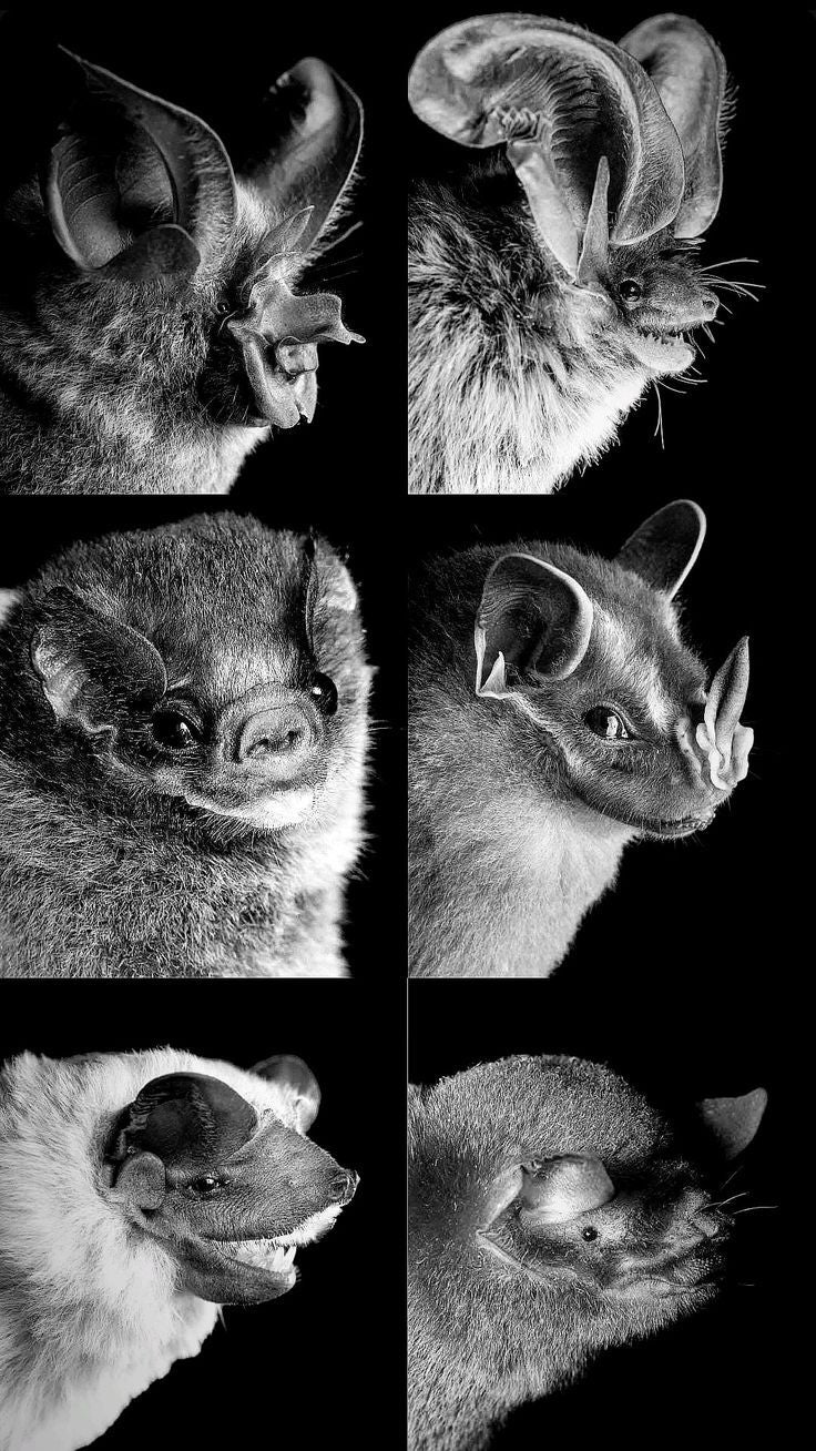 Bat faces | MLTSHP
