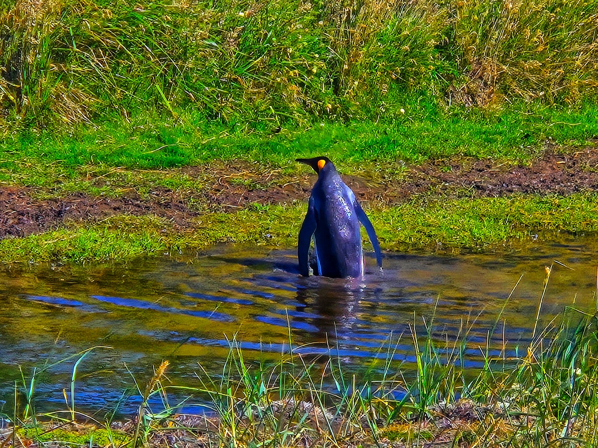 I Rode My Bike and Saw Some Penguins | MLTSHP