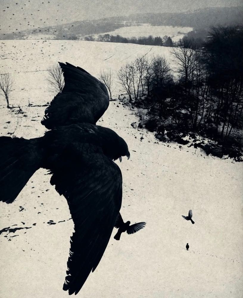 Painting of crow in flight over snowy field, crows landing and forest in background.