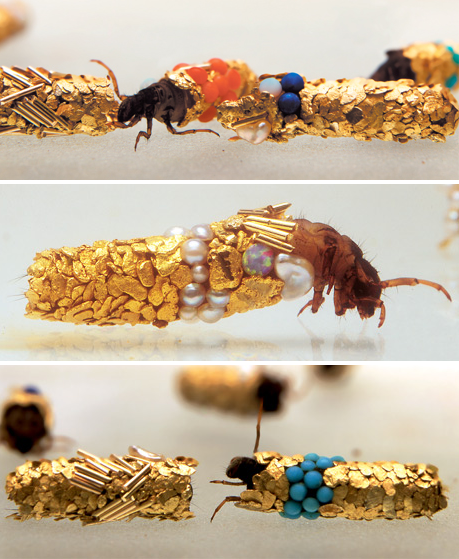 caddis fly ornamentation